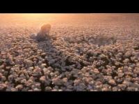 Gucci Spot Tv Flora by Gucci